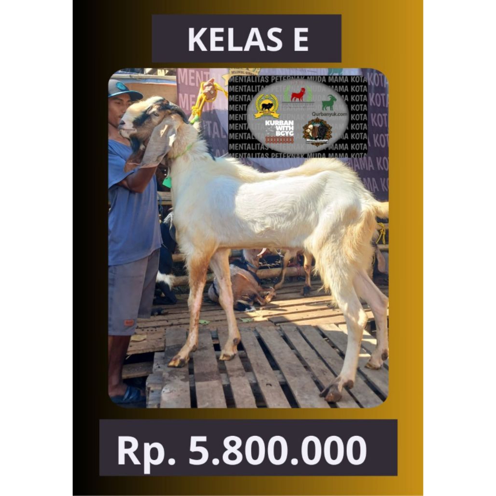 

Kambing Kelas E