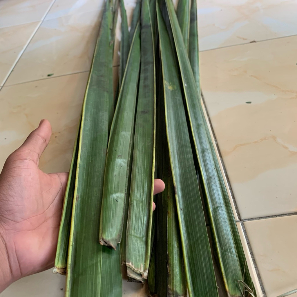 

Daun kelapa muda segar pres alami patik langsung paket per 50 batang.