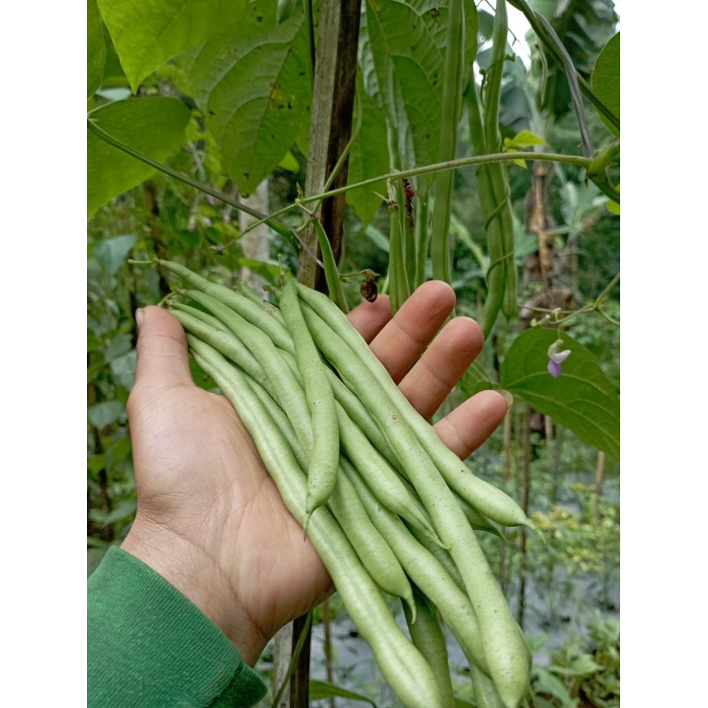 

Buncis 1kg Langsung Petani