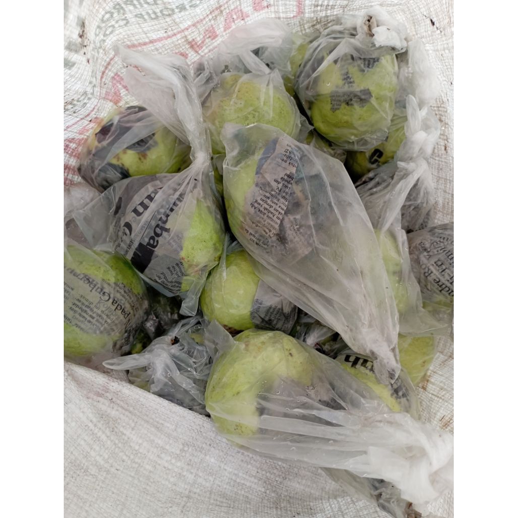 

Jambu kristal madu