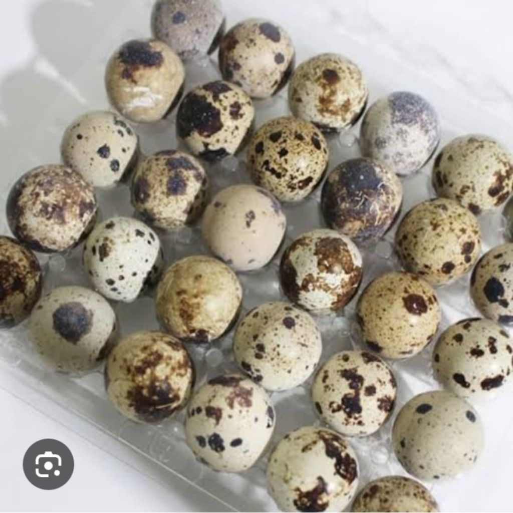 

Telur puyuh Rp60000 /Per 1 rak isi 90 pcs