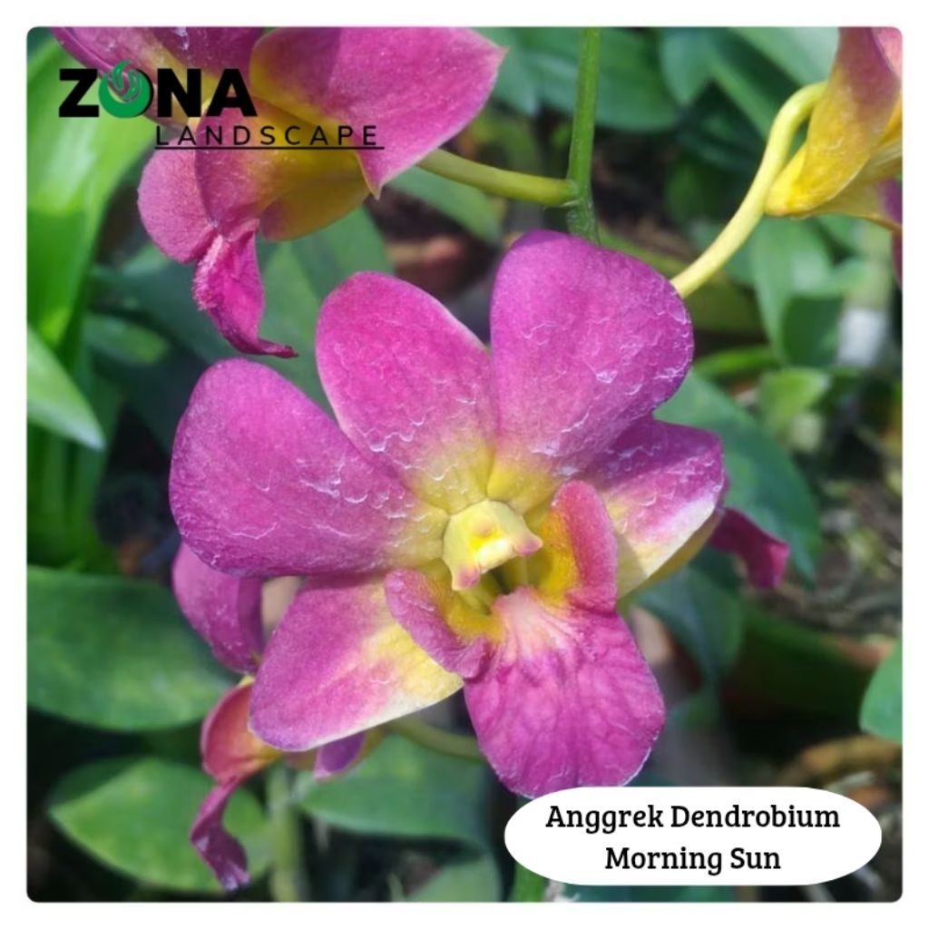 Bunga Anggrek Dendrobium Morning Sun (+Pot Tanah Liat & Media) Anggrek Dendro Import