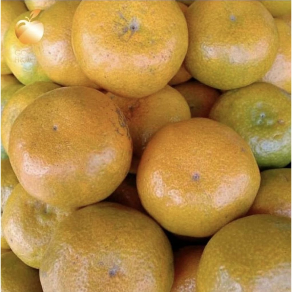 

Buah jeruk medan 1 kg