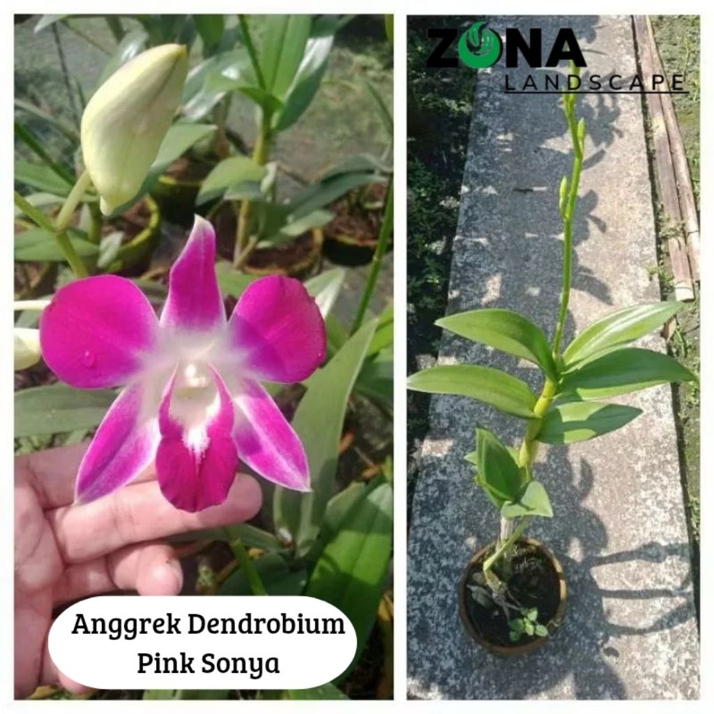 Bunga Anggrek Dendrobium Pink Sonya (+Pot Tanah Liat & Media) Anggrek Dendro Import