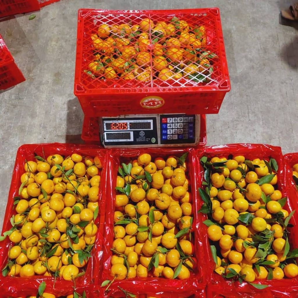 

JERUK SANTANG MITSHUI 1 KERANJANG 6kg