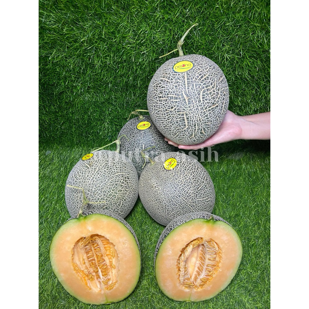 

Melon Golden Aroma 1 Buah