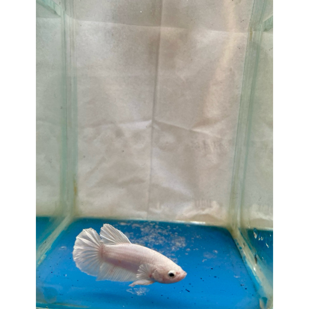 Cupang White PKDE Ikan Murah Bagus White Pkde Cupang