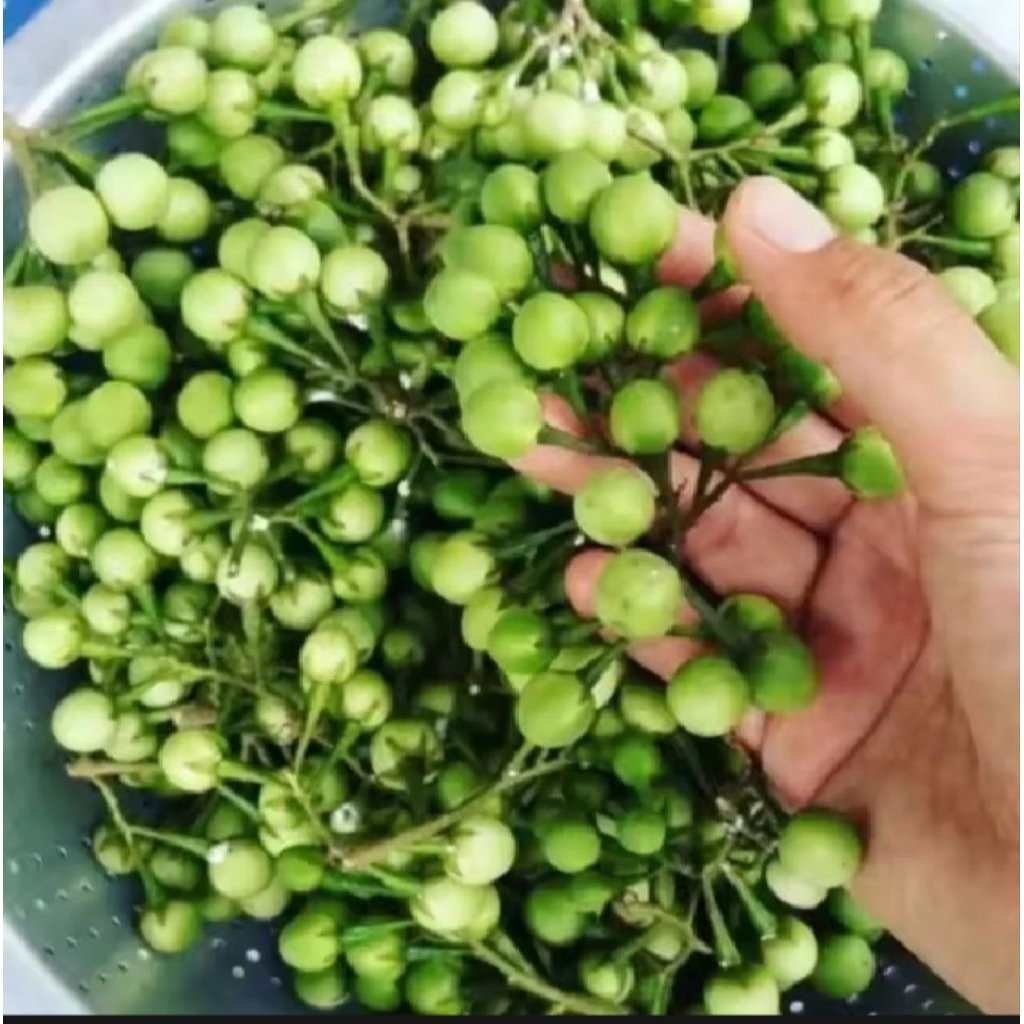

Buah takokak 250gram segar/fresh di petik langsung di kirim.