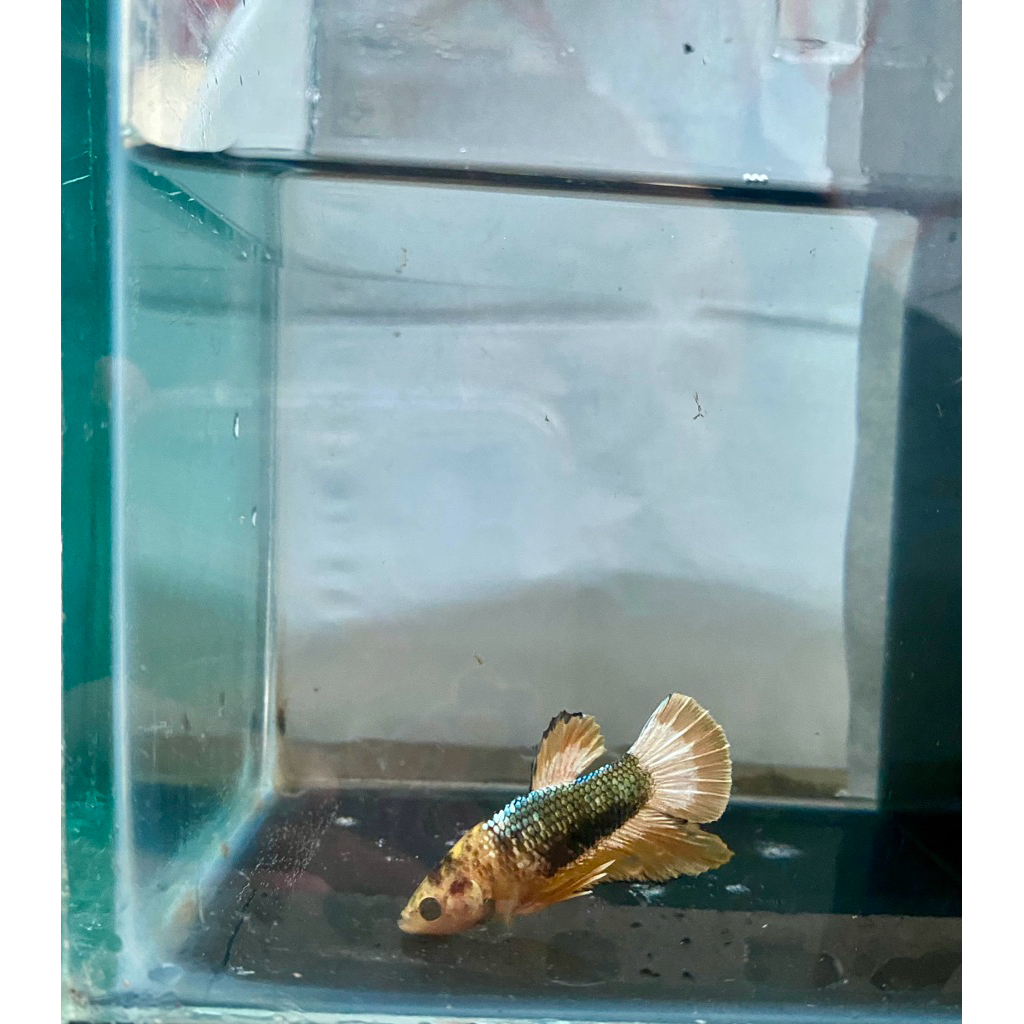 Cupang Yellow FCCP Ikan Cupang Yellow FCCP Murah Berkualitas