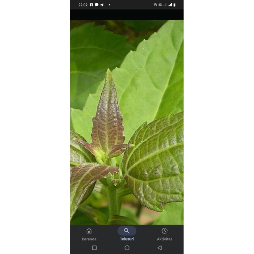 

daun balakacida/nampong