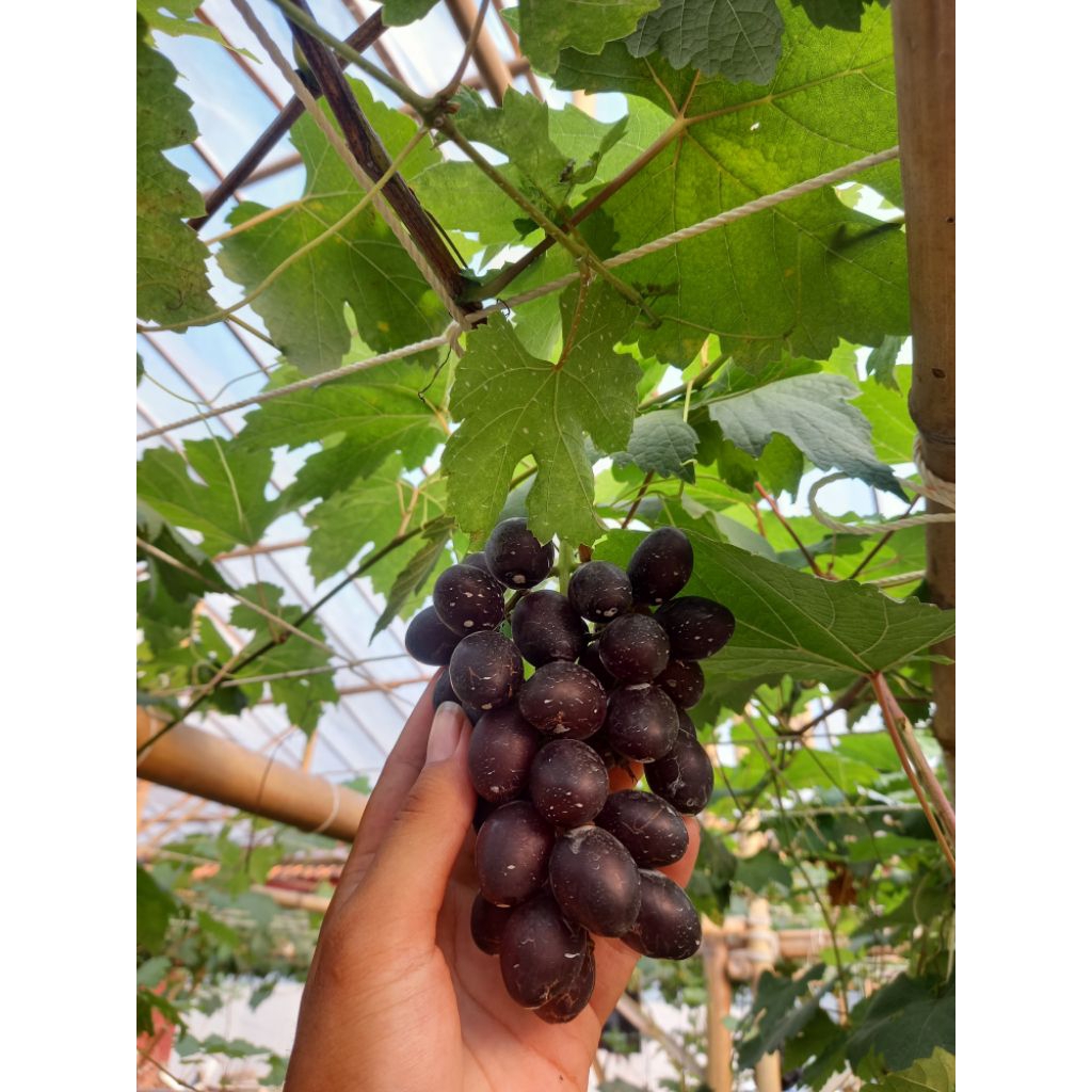 Bibit Anggur impot GosV, Heliodor, Ninel, Jupiter, tinggi 70cm
