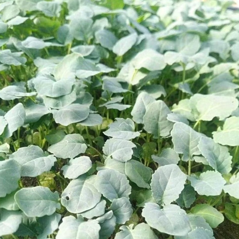 

DIARY PETANI - Paket 20 Bibit Hidup Brokoli Hijau Siap Tanam