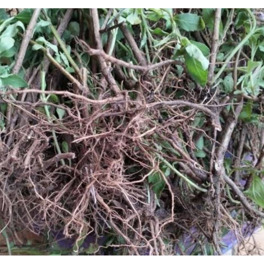 

Akar kumis kucing segar 500 gram organik-az