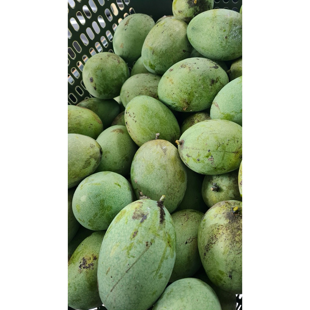 

MANGGA MUDA MANALAGI TERMURAH [Di Petik Langsung dari Kebun Sendiri]