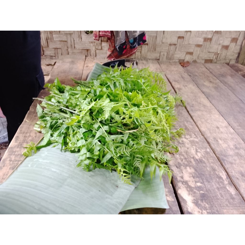 

pakis syaur segar frseh vs bunga kecombarang