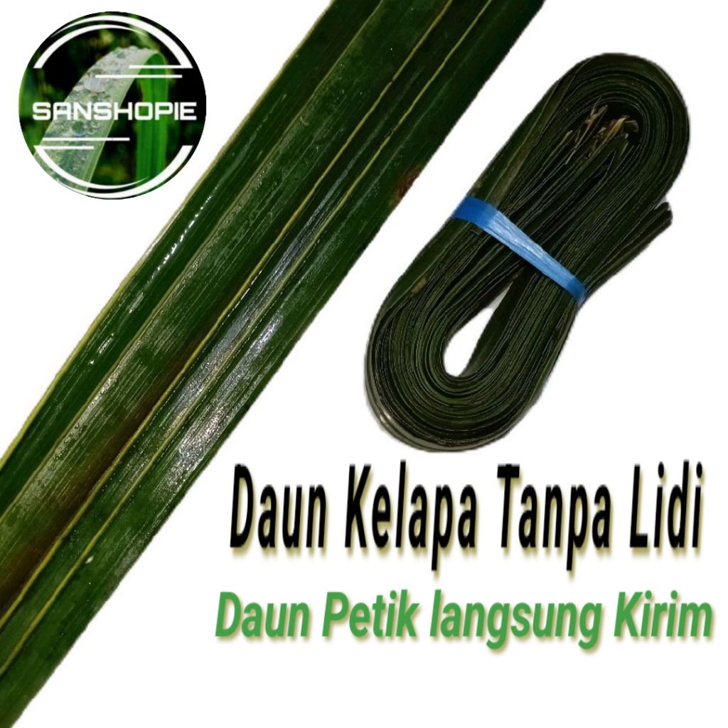 

Daun kelapa hijau segar - Tanpa Lidi