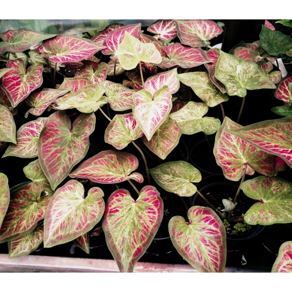caladium rich of thai