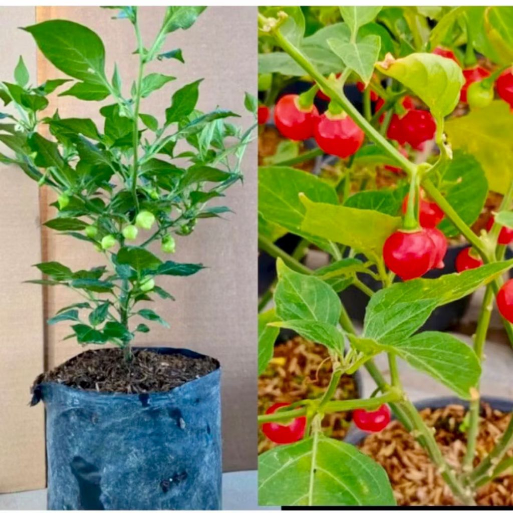 Tanaman Cabai Susu/Nenen Sudah berbuah Siap konsumsi (Cabe Susu/Nenen)