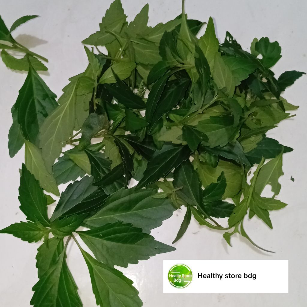 

Daun kumis kucing segar tanpa batang 250 gram