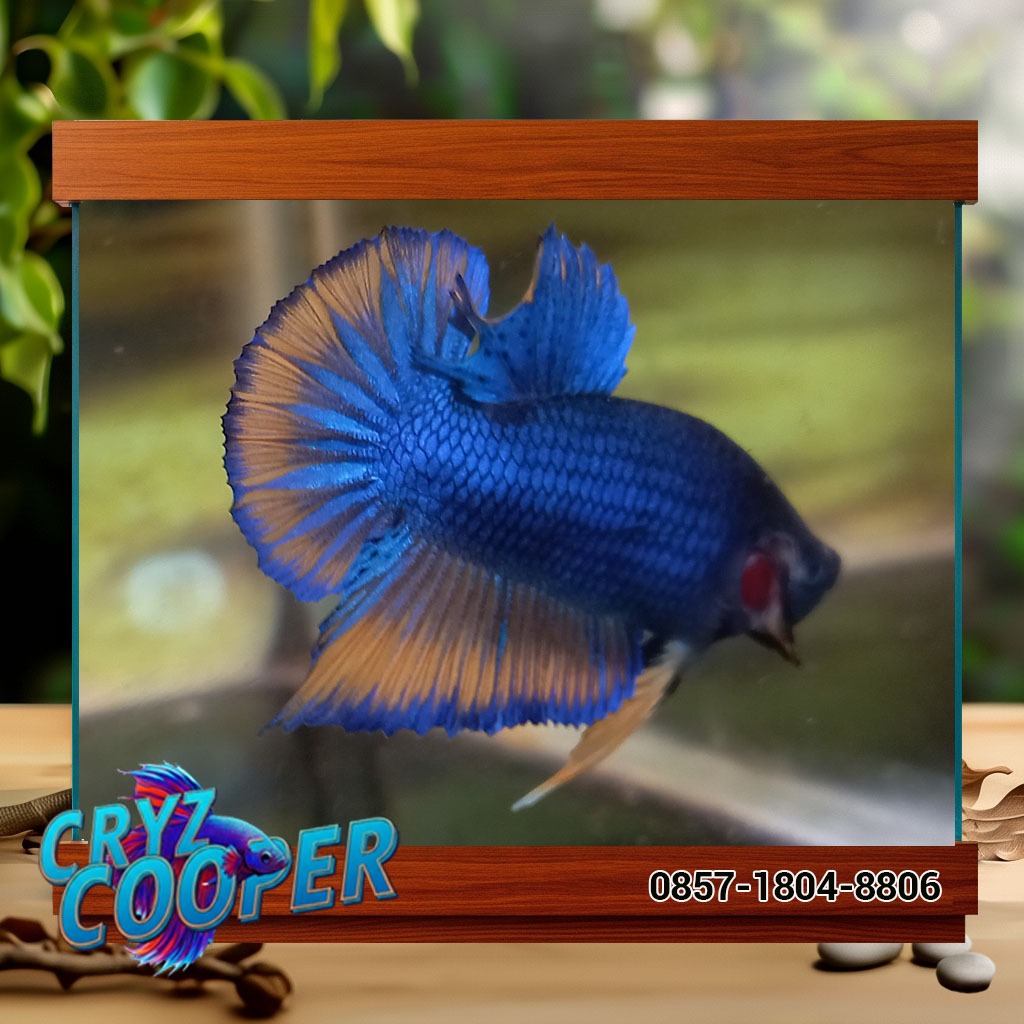 IKAN CUPANG MUSTARD GAS (MG) - Warna Kontras Super Menawan Stok Terbatas