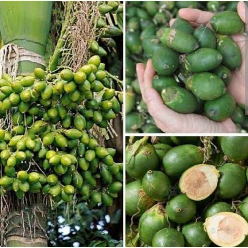 

pinang muda 500grm fresh