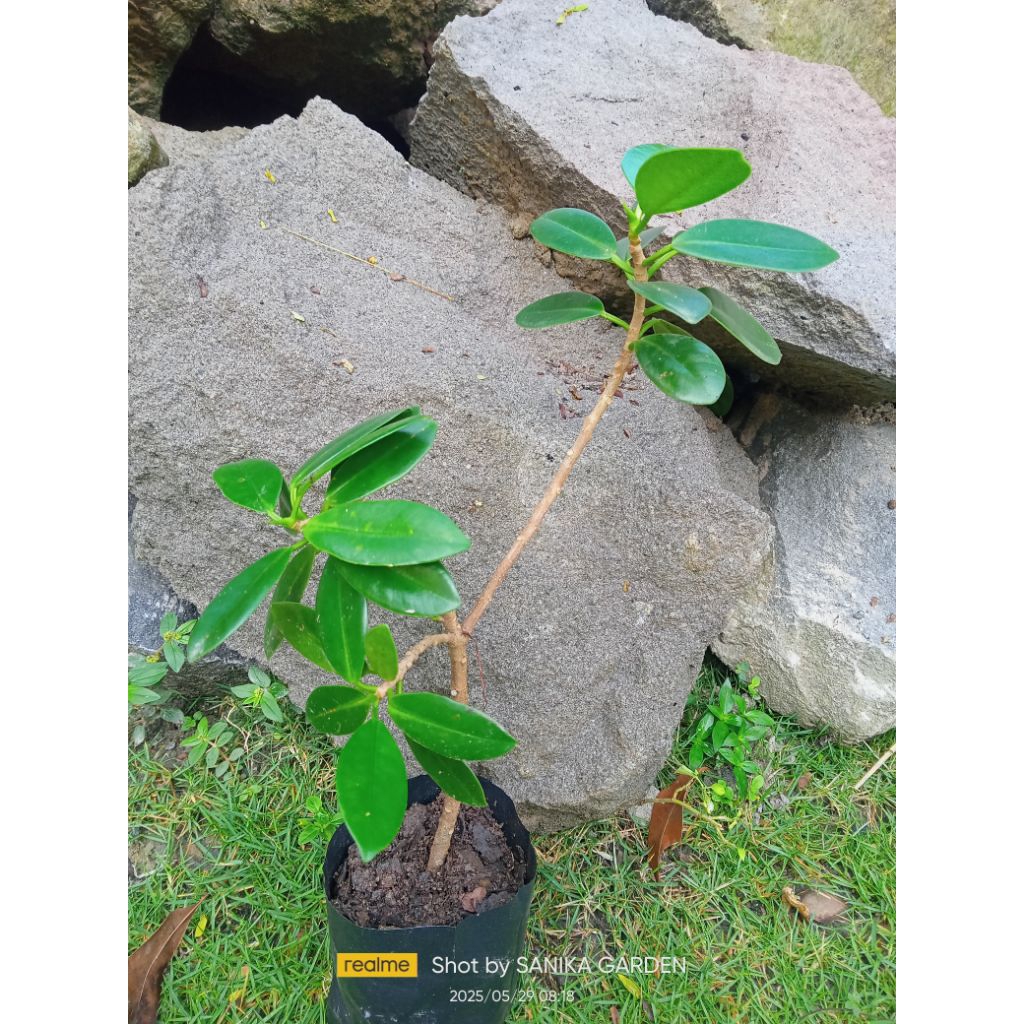 BERINGIN DOLAR KOREA