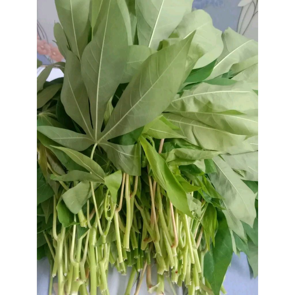 

daun singkong segar 500 gram