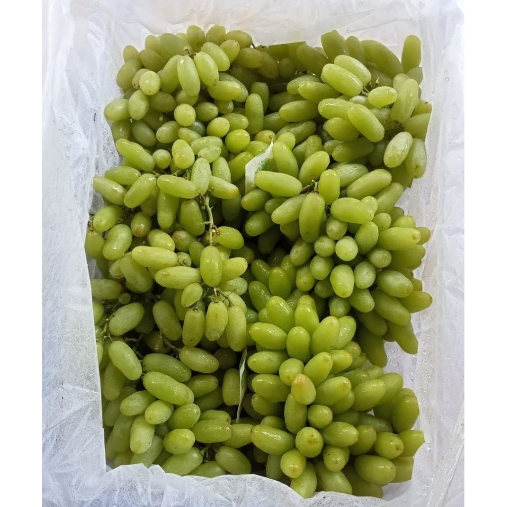 

Indukbuah Buah Anggur Hijau Thomson China Seedless 1 Keranjang