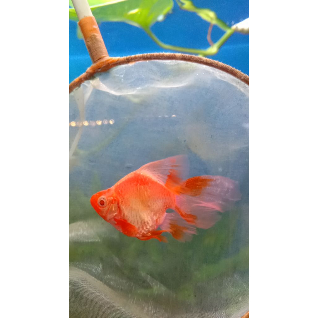 SUMATRA BALON RED ALBINO SELAYER