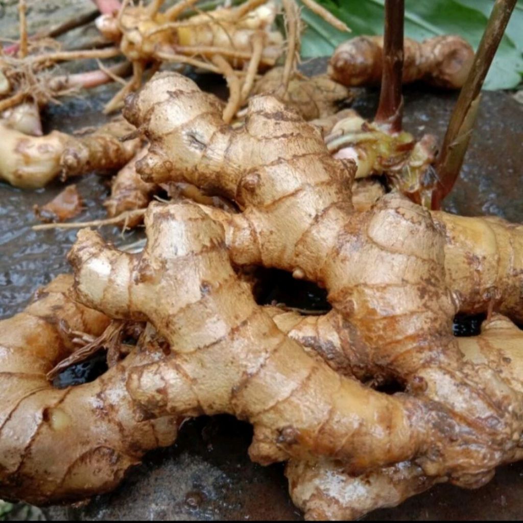 

1 kg UMBI LEMPUYANG FRESH CABUT LANGSUNG