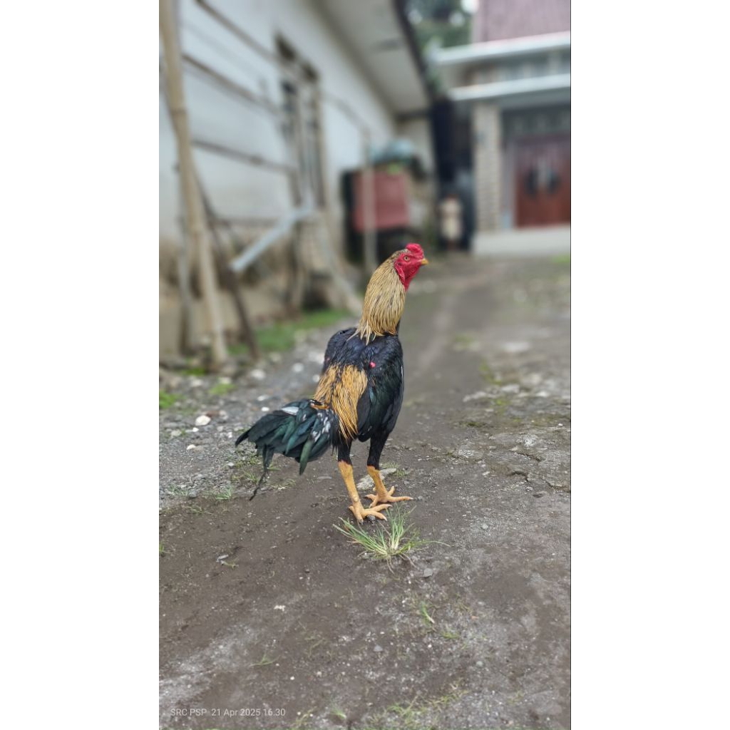 ayam pakoy manidaeng x black bull