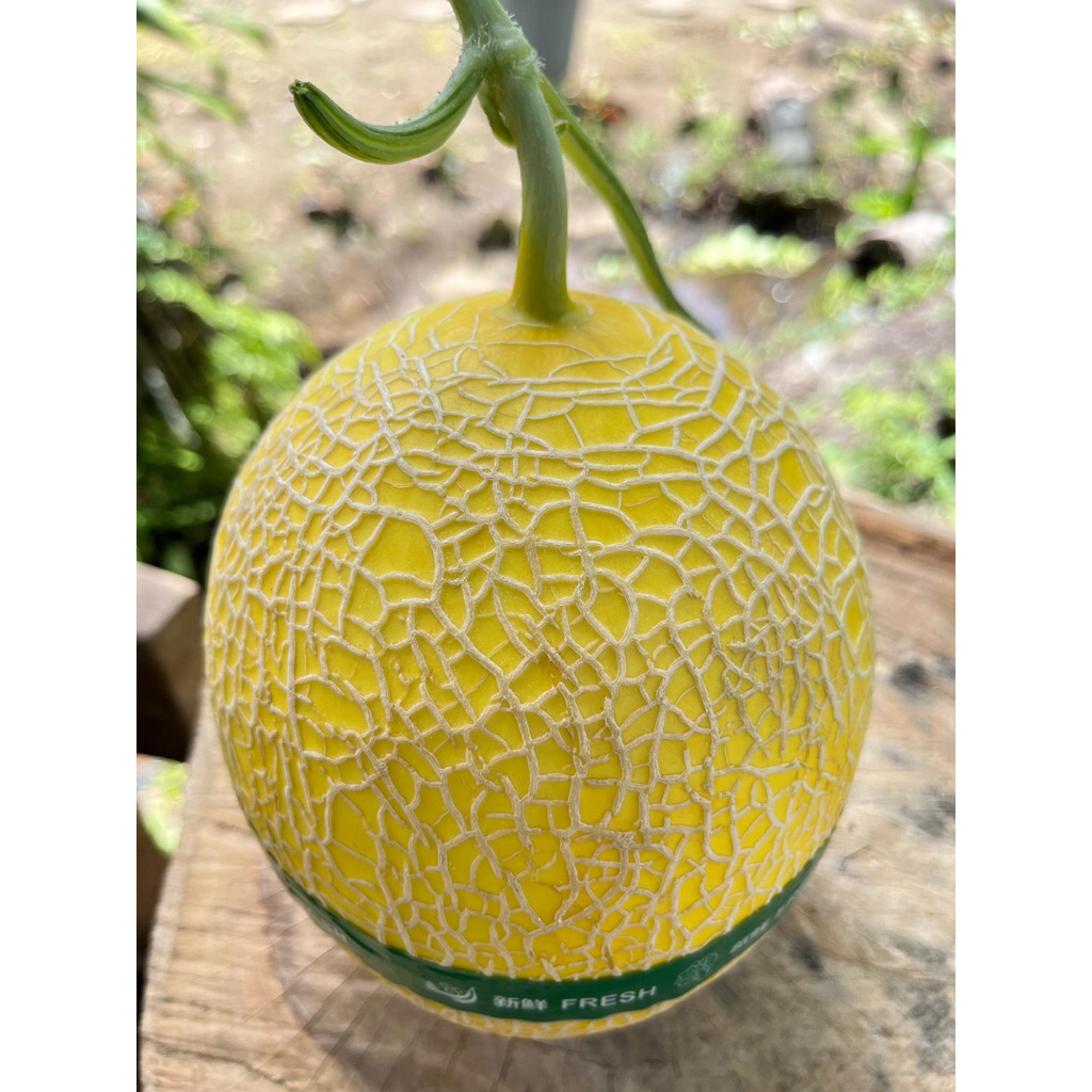 

Melon Premium Inthanon Kartini Garden