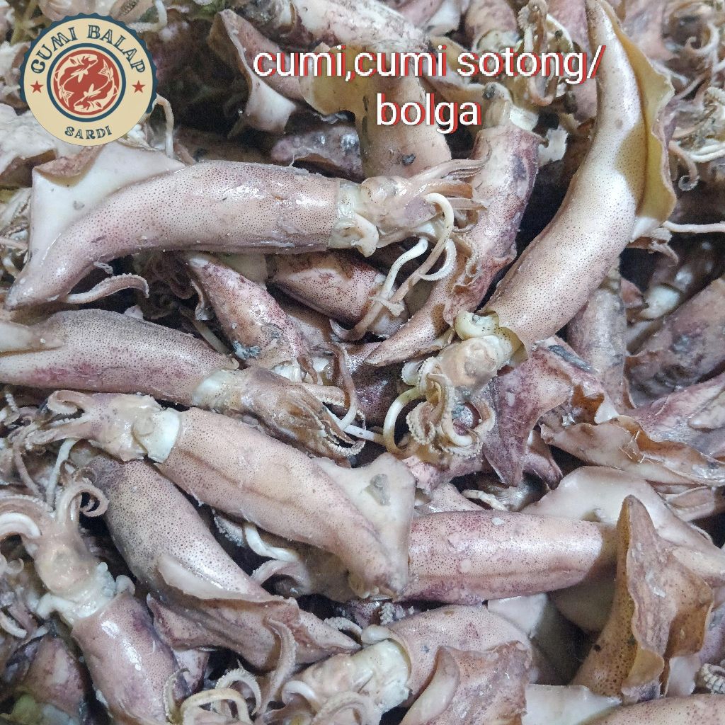 

cumi daging,cumi sotong/bolga