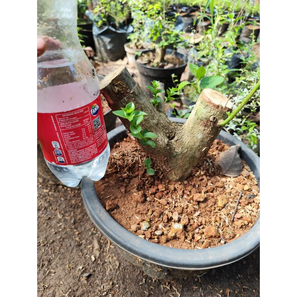 bahan bonsai sancang jumbo