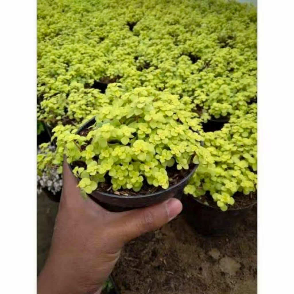 Daun Herbal INGGU - Bibit Tanaman Herbal Inggu Ruta Graveolens