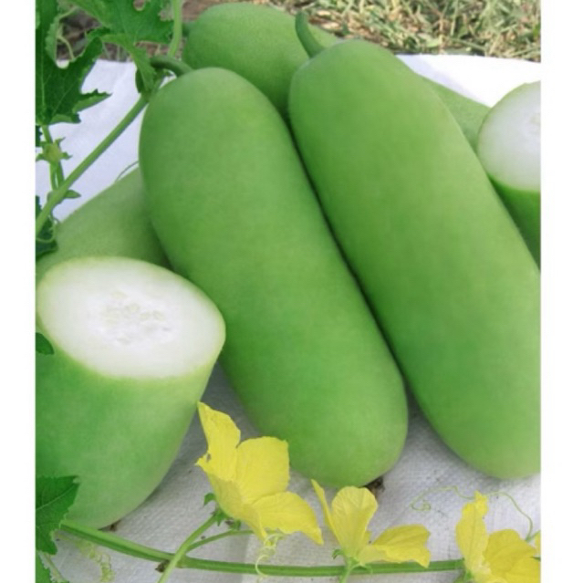 

buah bligo,buah kundur,buah blonceng,benih labu putih blonceng/fresh selalu,sayur segar/buah