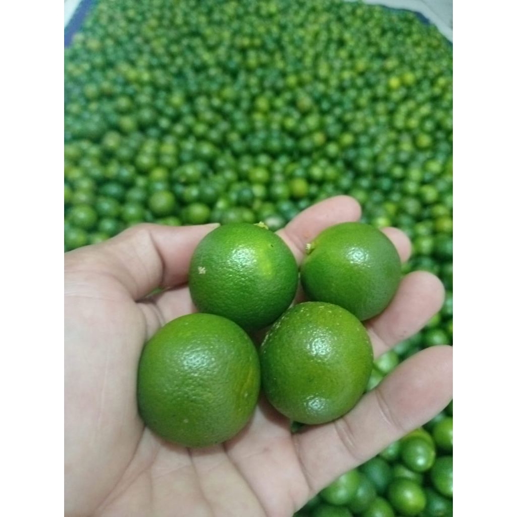

1kg jeruk Sonkit/jeruk/kasturi/jerukkunci (ukuran kecil)