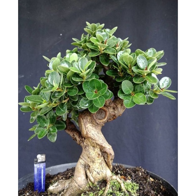 Harga Max Tanaman Bunga Dolar Mikro  Dolar mangkok Bahana bonsai dolar Micro murah