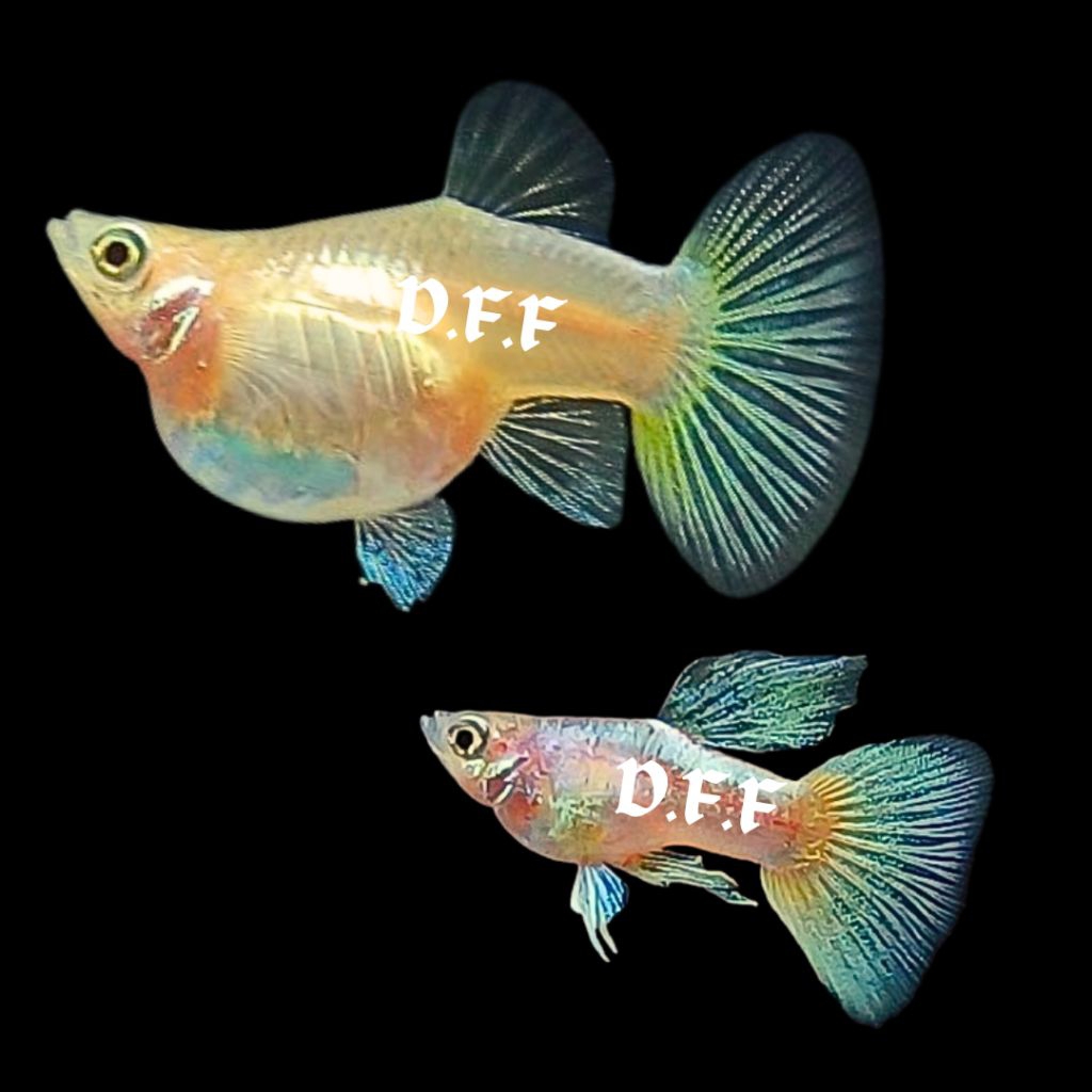 

BOX STEROFOAM-PINGU SHORT BODY