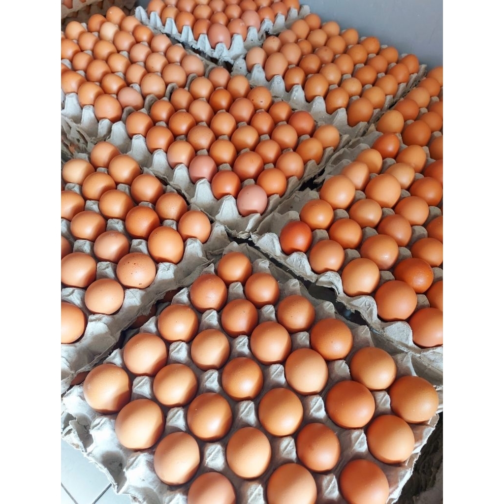 

TELUR AYAM NEGERI 1 TRAY 30 BUTIR