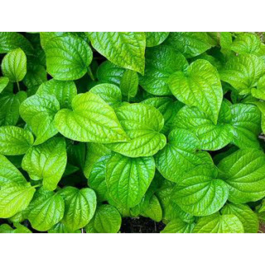 

Daun sirih hijau herbal alami/50 lembar