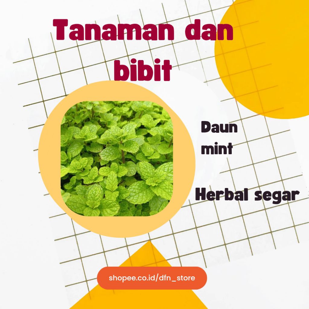 Tanaman daun mint - bibit daun mint