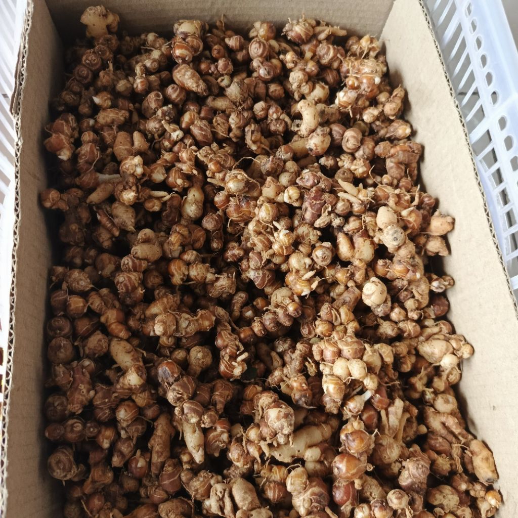 

Cikur atau kencur bumbu masak bumbu seblak