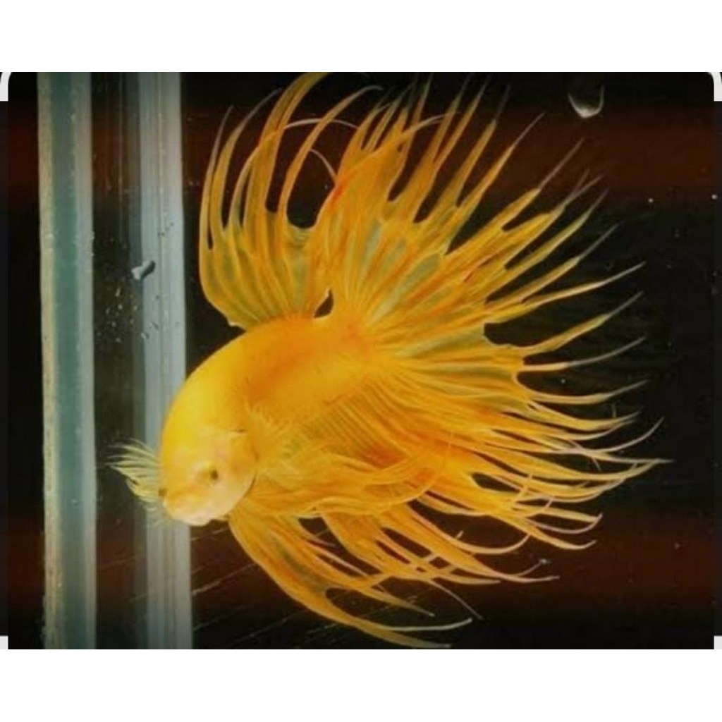 IKAN CUPANG  CROWNTAIL YELOW (CT YELLOW)  GREAD AKULITAS BAGUS