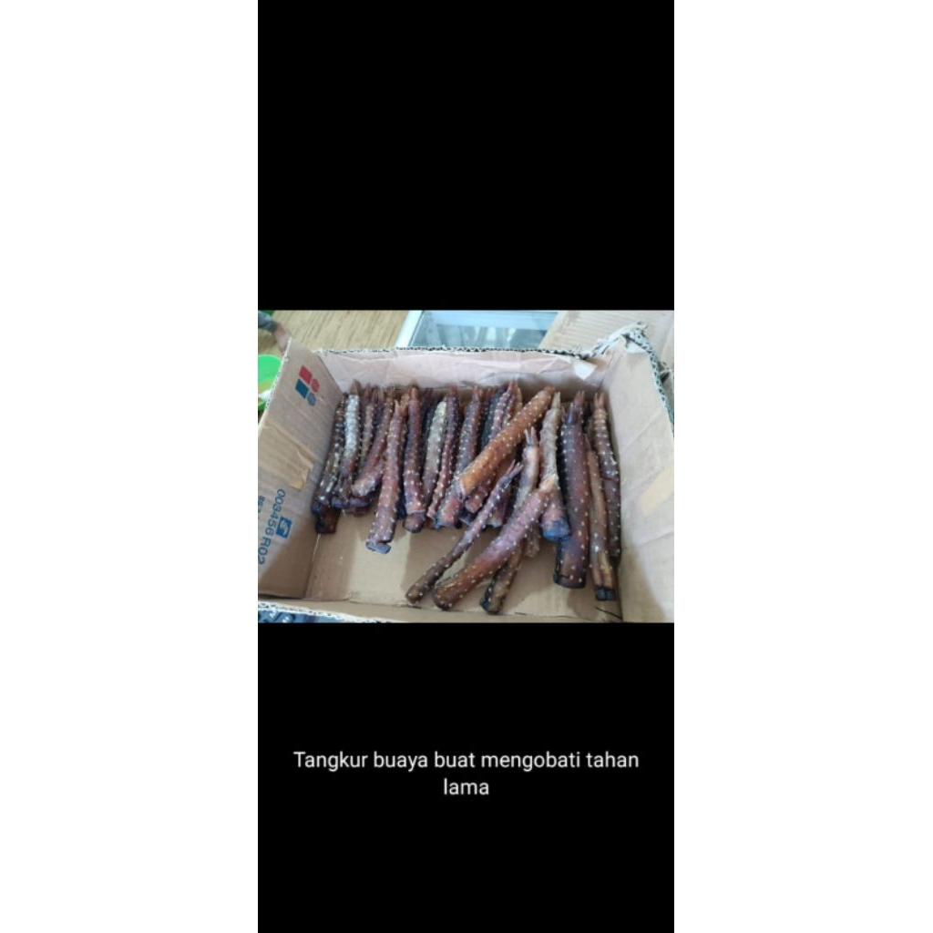 

Tangkur asli kalimantan herbal alami