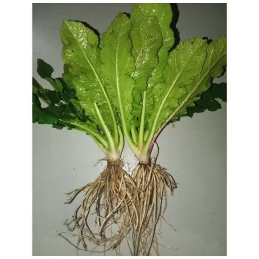 

DAUN TAPAK LIMAN SEGAR 100G