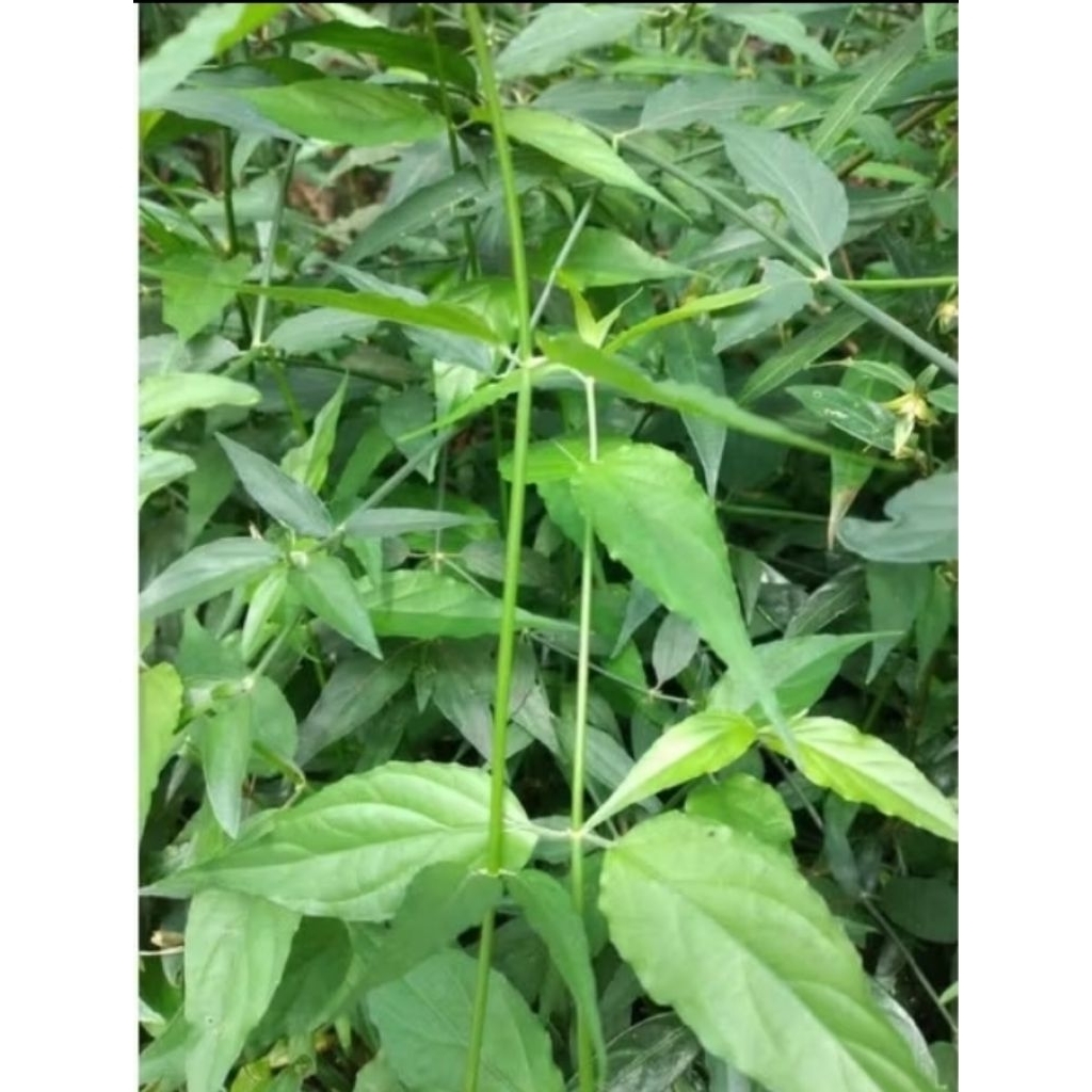 

Daun Belalai Gajah Segar Fresh Di Petik Ketika Orderan Masuk 500 grm