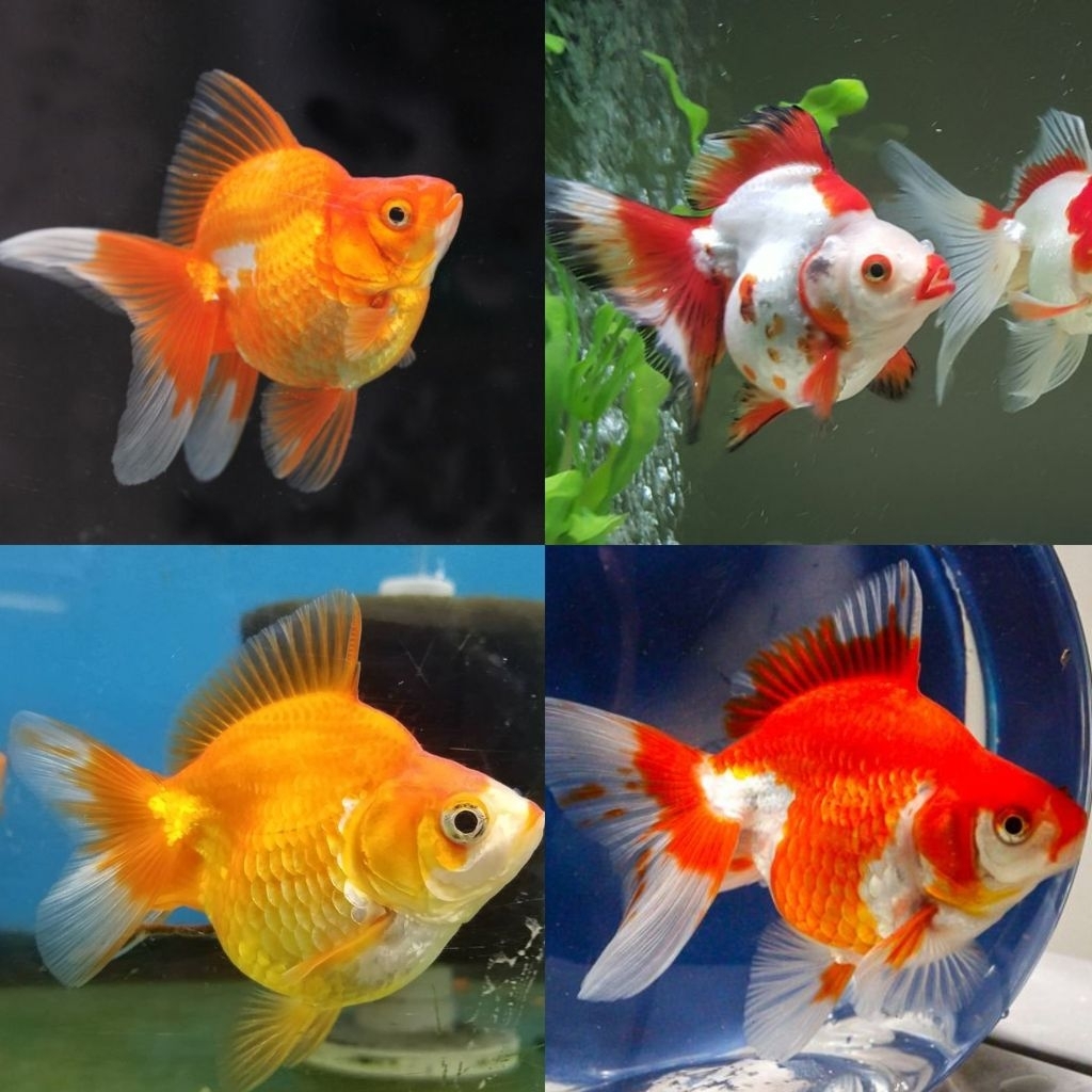 Ikan Hias Koki Ryukin Size M Koki Tosa RW Dan Yellow Ryukin Goldfish Hiasan Aquarium Kolam Tank Aqua