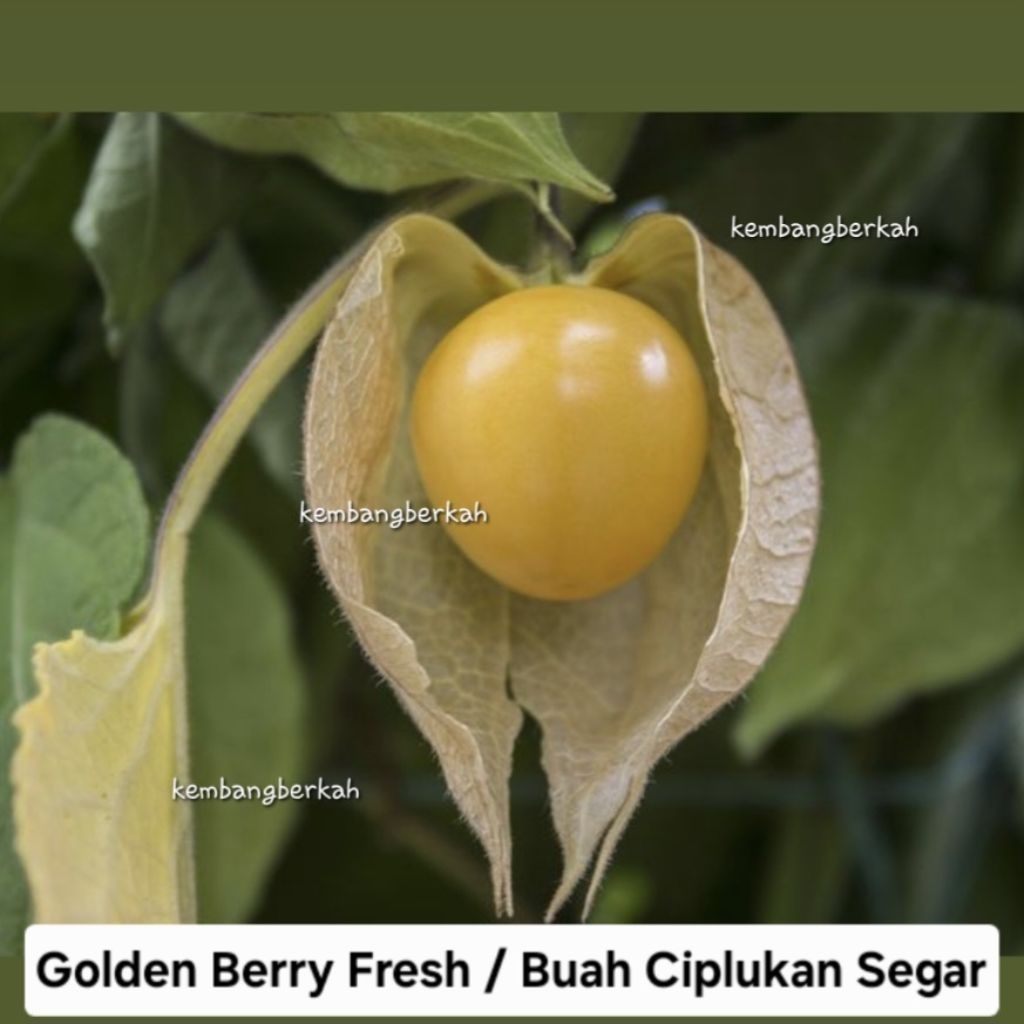 

Obat Herbal Buah Ciplukan Mateng / Ceplukan Mateng Segar 100 Gram