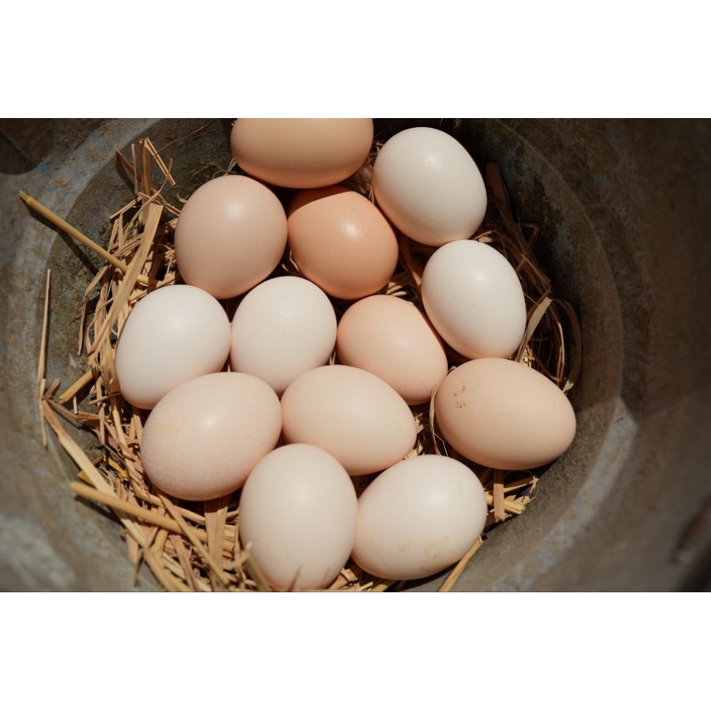 

Telur Ayam Kampung Isi 10 Butir